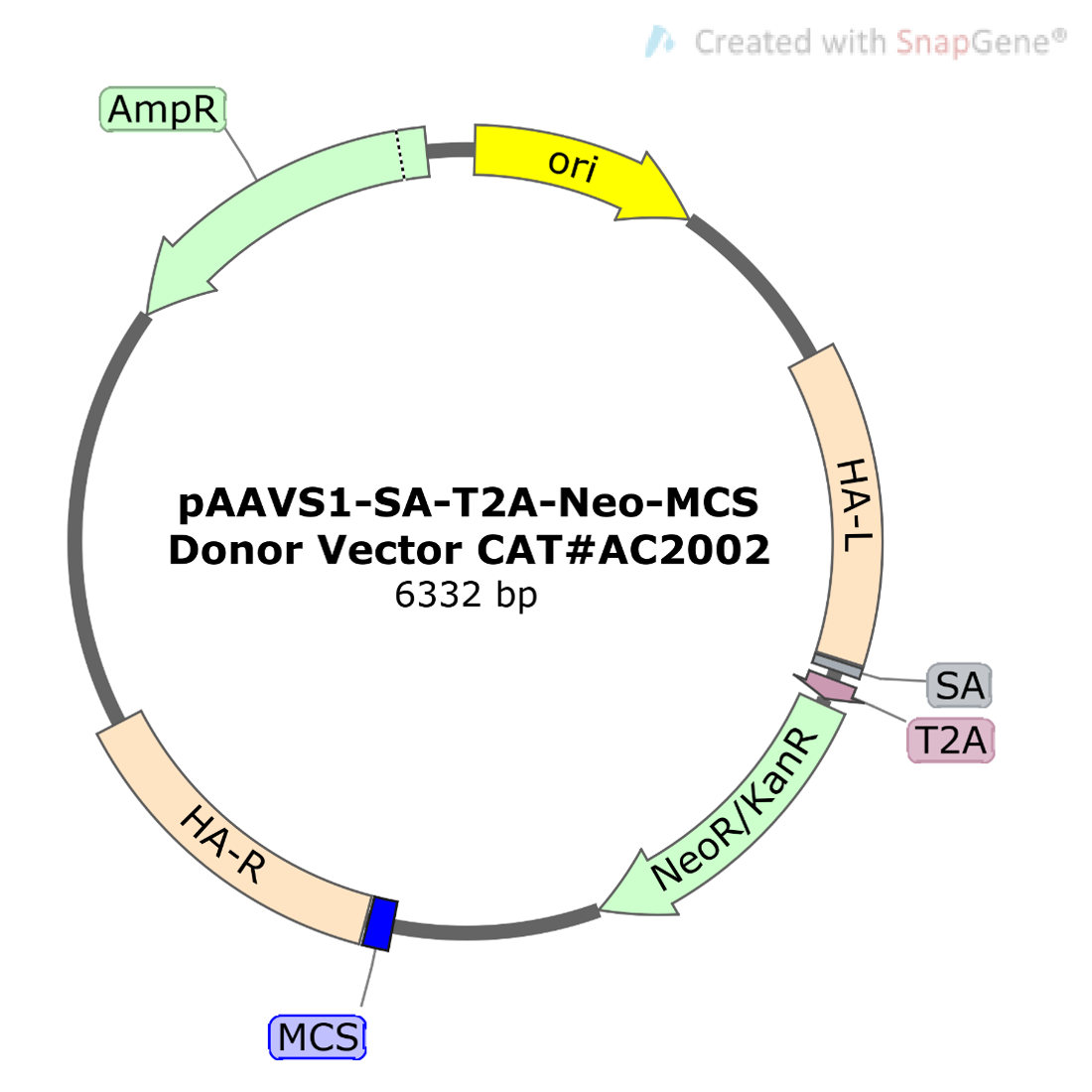 pAAVS1-SA-T2A-Neo-MCS Donor Vector