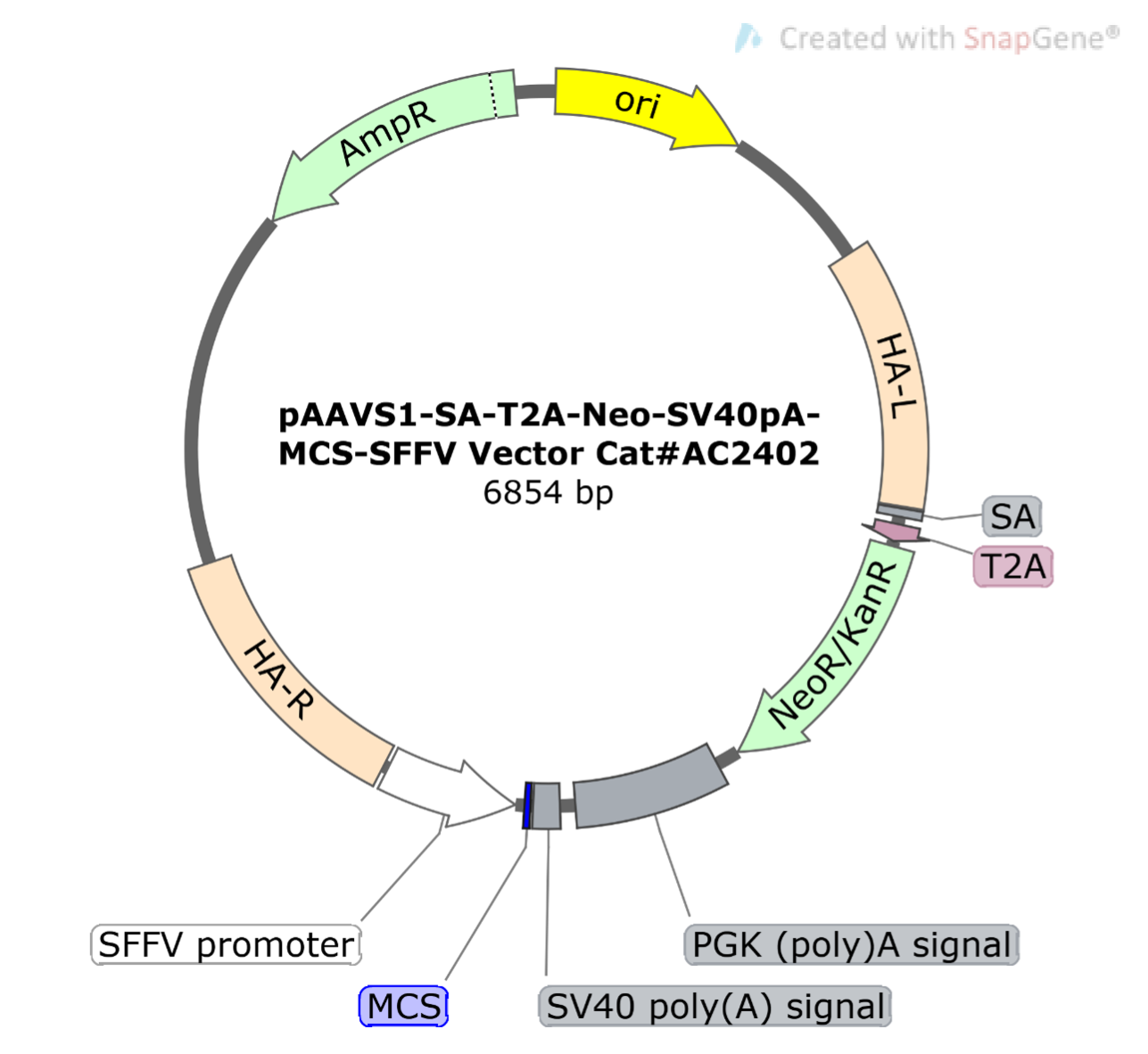pAAVS1-SA-T2A-Neo-SV40pA-MCS-SFFV  Donor Vector