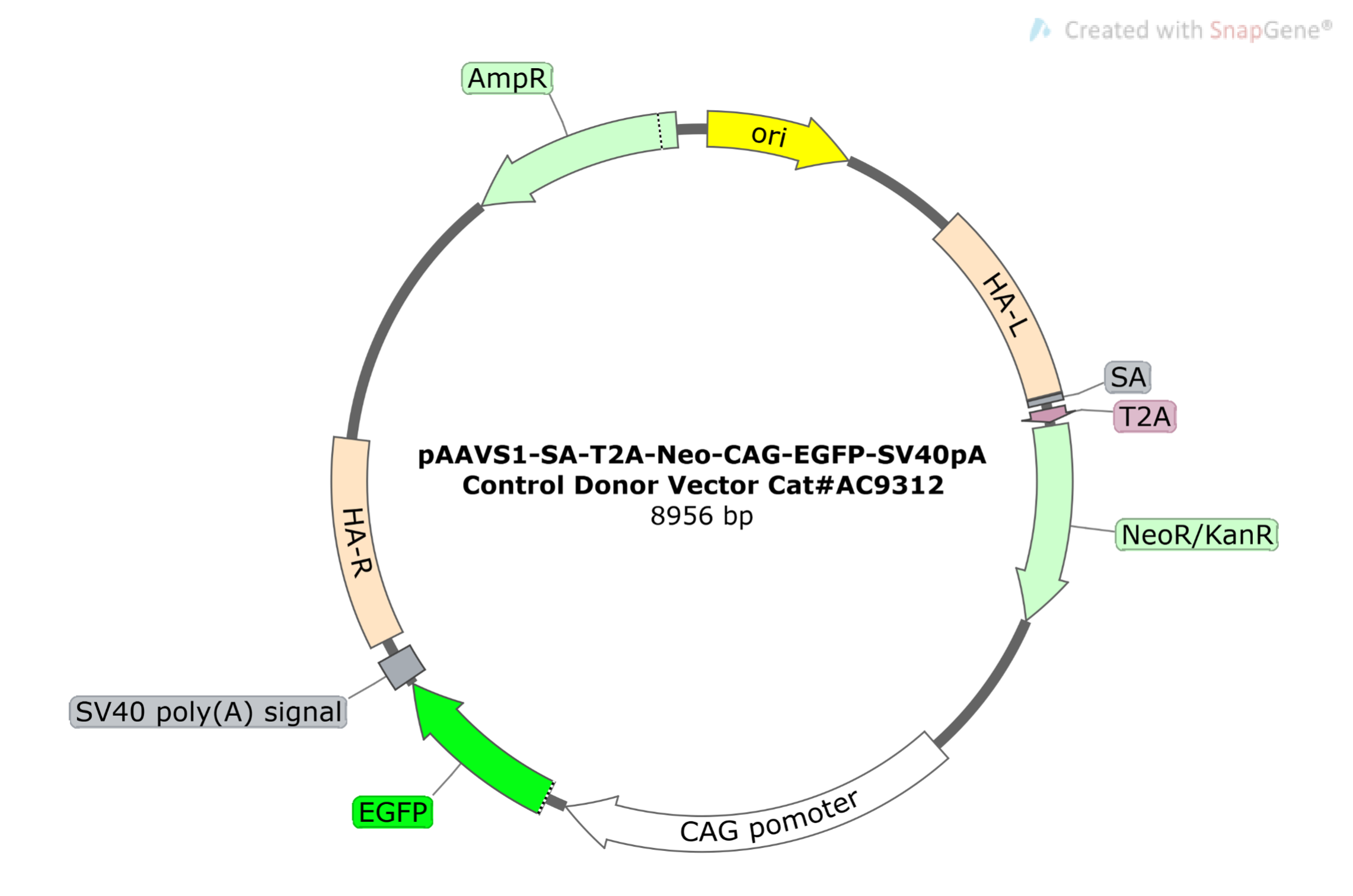 pAAVS1-SA-T2A-Neo-CAG-EGFP-SV40pA Control Donor Vector
