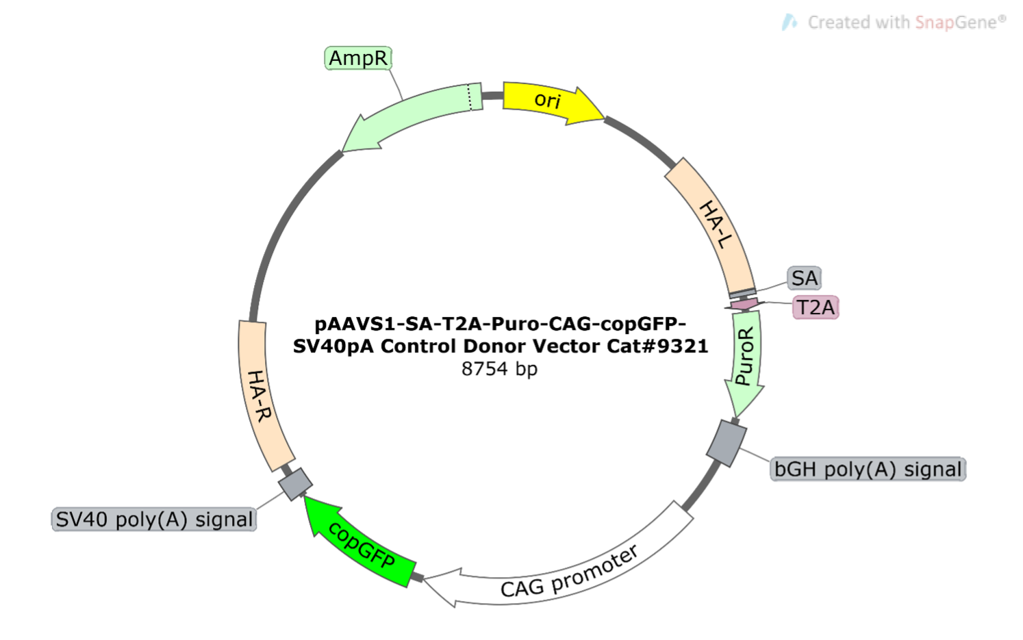 pAAVS1-SA-T2A-Puro-CAG-copGFP-SV40pA Control Donor Vector