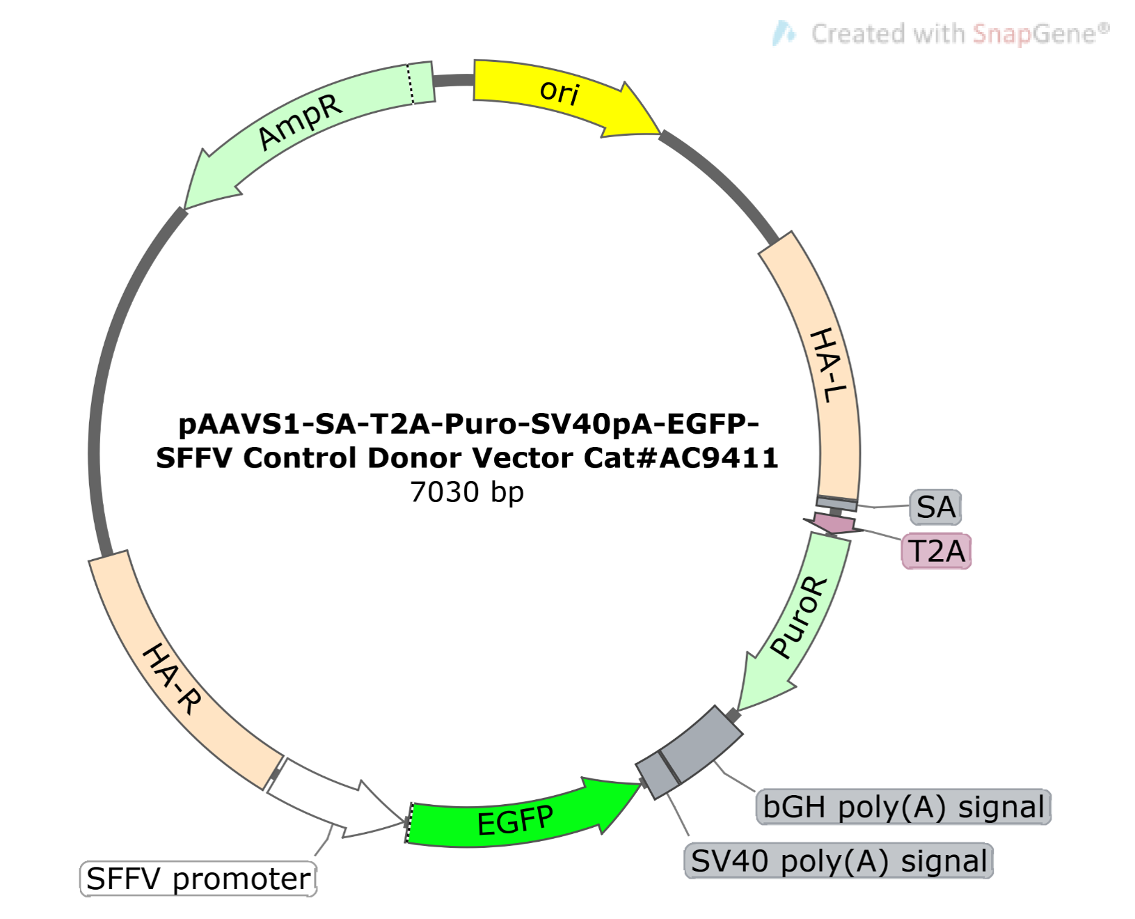 pAAVS1-SA-T2A-Puro-SV40pA-EGFP-SFFV Control Donor Vector