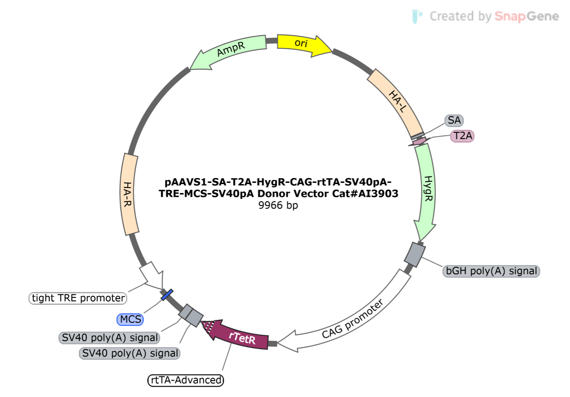 pAAVS1-SA-T2A-HygR-CAG-rtTA-SV40pA-TRE-MCS-SV40pA Donor Vector