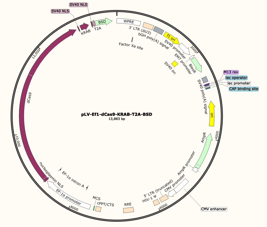 pLV-EF1-dCas9-KRAB-T2A-BSD