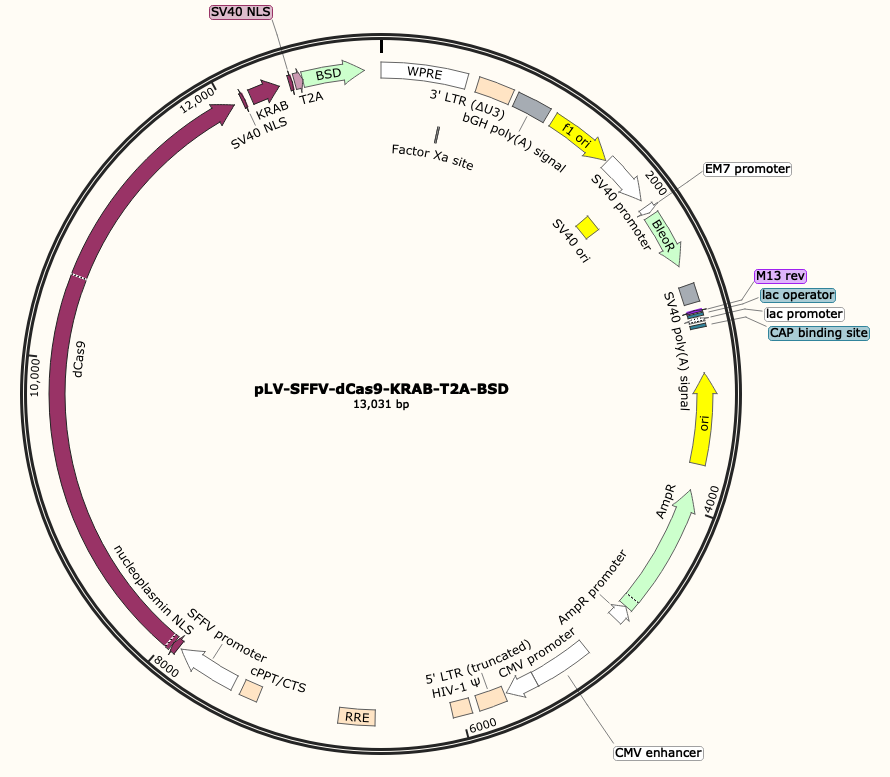 pLV-SFFV-dCas9-KRAB-T2A-BSD
