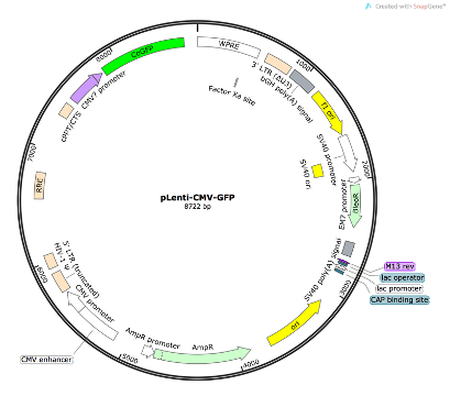 pLenti-CMV-GFP Lentiviral Reporter Plasmid
