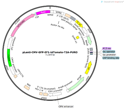 pLenti-CMV-GFP-EF1-RFP-T2A-PURO Lentiviral Reporter Plasmid