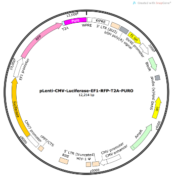 pLenti-CMV-Luciferase-EF1-RFP-T2A-PURO Lentiviral Reporter Plasmid