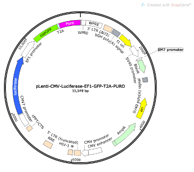 pLenti-CMV-Luciferase-EF1-GFP-T2A-PURO Lentiviral Reporter Plasmid