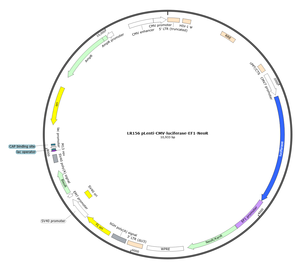pLenti-CMV-luciferase-EF1-NeoR Lentiviral Reporter Plasmid