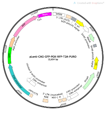 pLenti-CAG-GFP-PGK-RFP-T2A-Puro Lentiviral Reporter Plasmid