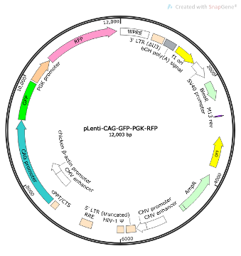 pLenti-CAG-GFP-PGK-RFP Lentiviral Reporter Plasmid