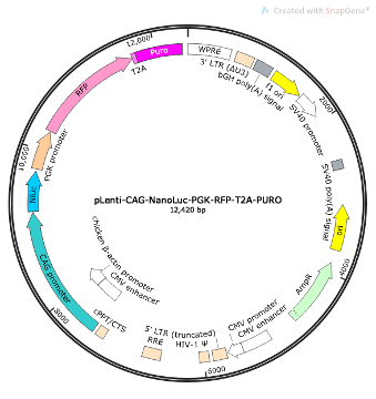 pLenti-CAG-NanoLuc-PGK-RFP-T2A-PURO Lentiviral Reporter Plasmid