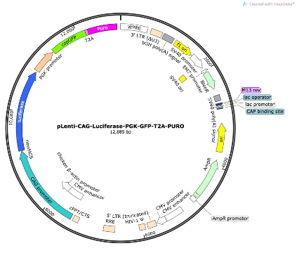 pLenti-CAG-Luciferase-PGK-GFP-T2A-PURO