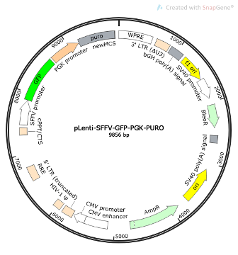 pLenti-SFFV-GFP-PGK-Puro Lentiviral Reporter Plasmid