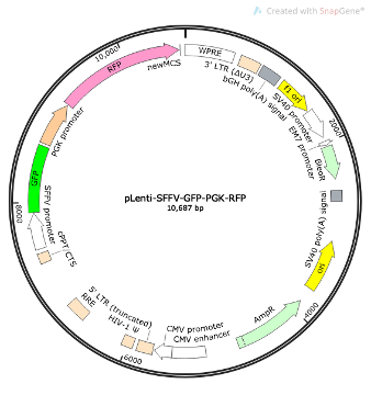 pLenti-SFFV-GFP-PGK-RFP Lentiviral Reporter Plasmid
