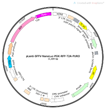 pLenti-SFFV-NanoLuc-PGK-RFP-T2A-PURO Lentiviral Reporter Plasmid