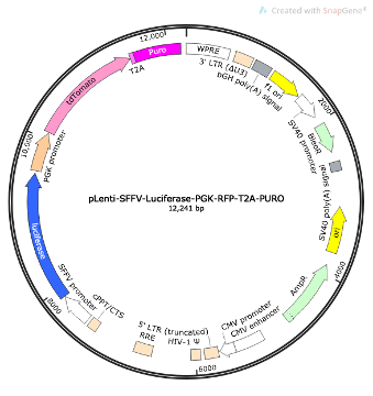 pLenti-SFFV-Luciferase-PGK-RFP-T2A-PURO Lentiviral Reporter Plasmid