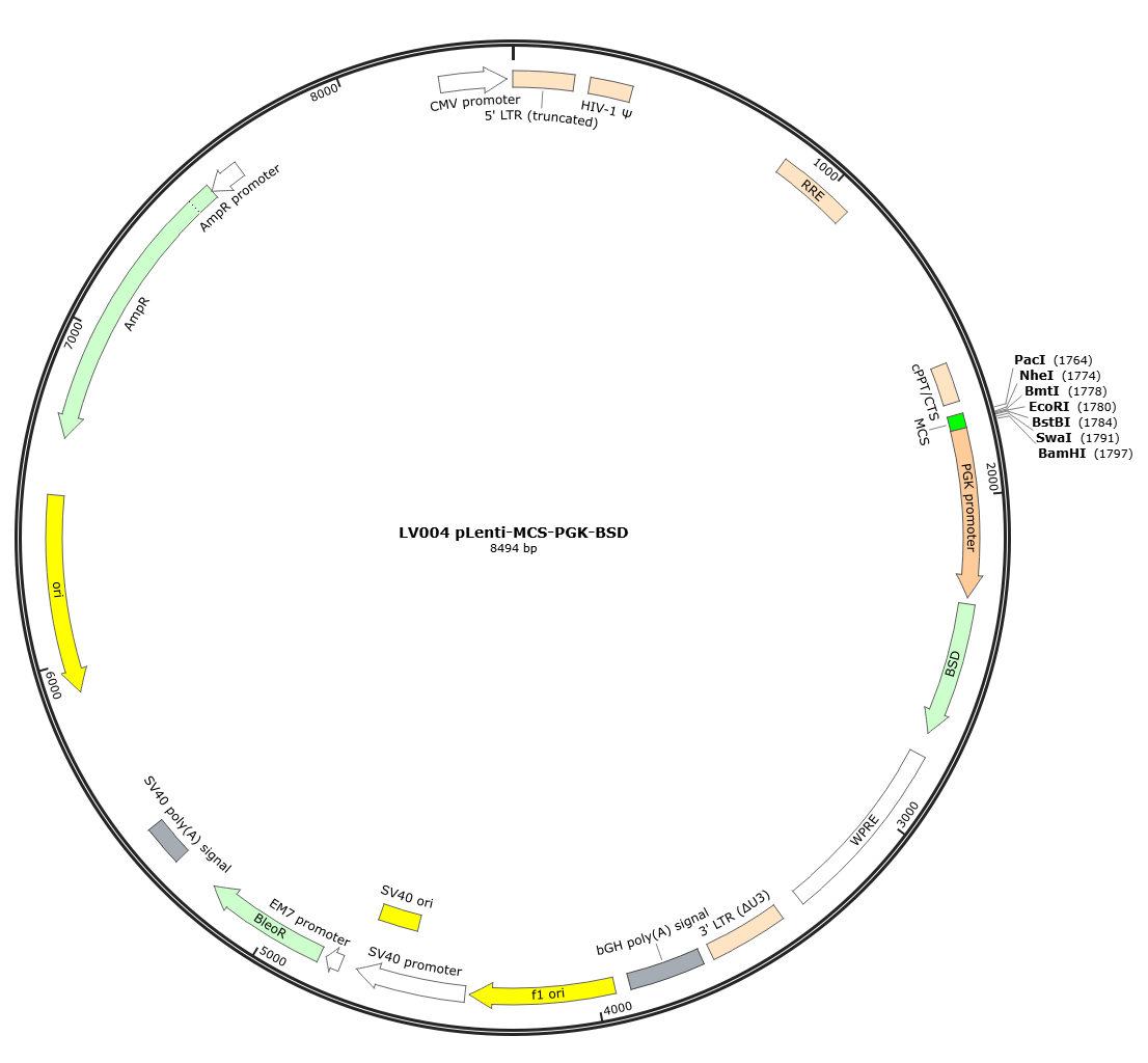 pLenti-MCS-PGK-BSD Lentivirial Expression Vector