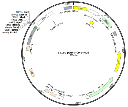 pLenti-CMV-MCS Lentiviral Expression Vector