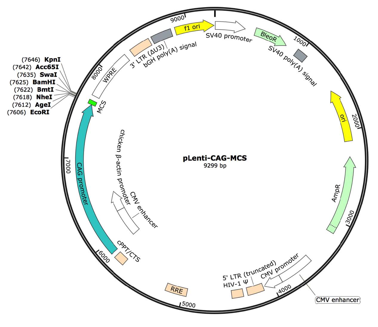 pLenti-CAG-MCS Lentiviral Expression Vector