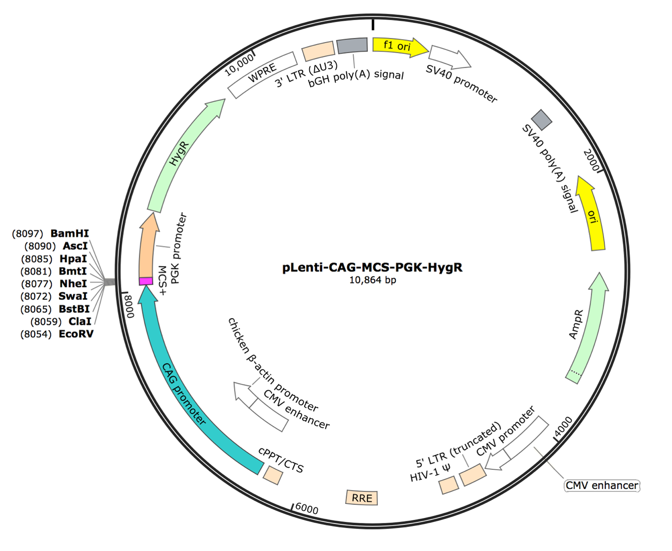 pLenti-CAG-MCS-PGK-HygR Lentiviral Expression Vector