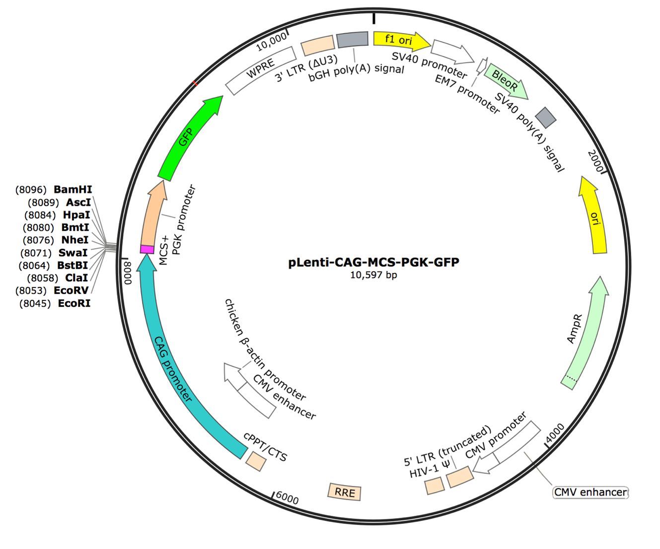 pLenti-CAG-MCS-PGK-copGFP Lentiviral Expression Vector