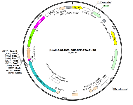 pLenti-CAG-MCS-PGK-coGFP-T2A-Puro Lentiviral Expression Vector