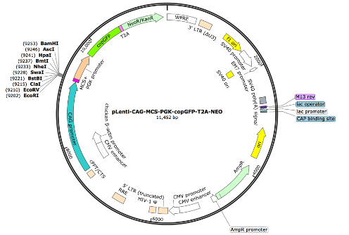 pLenti-CAG-MCS-PGK-coGFP-T2A-NEO Lentiviral Expression Vector