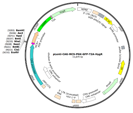 pLenti-CAG-MCS-PGK-coGFP-T2A-HygR Lentiviral Expression Vector