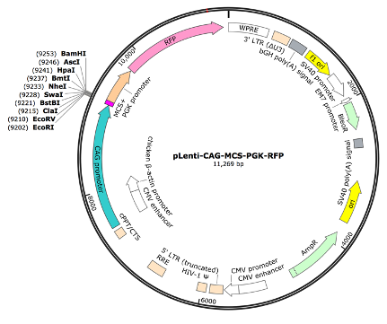 pLenti-CAG-MCS-PGK-TdTomato Lentiviral Expression Vector