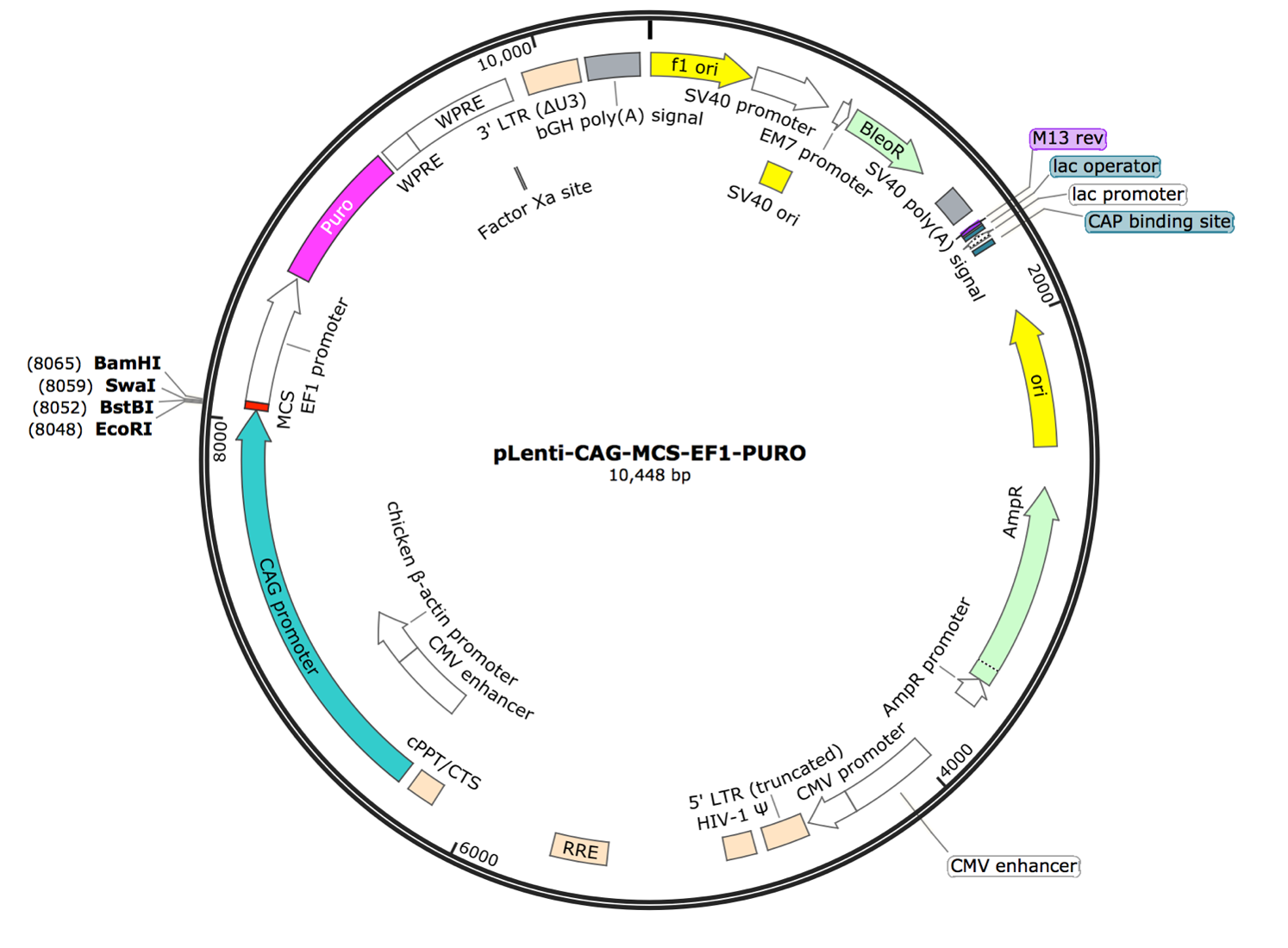 pLenti-CAG-MCS-EF1-PURO Lentiviral Expression Vector