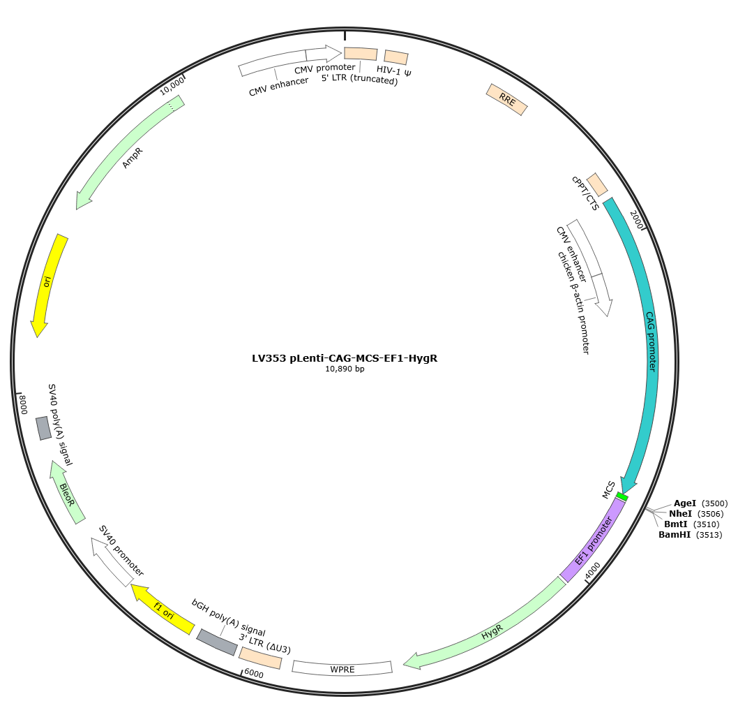 pLenti-CAG-MCS-EF1-HygR Lentivirial Expression Vector