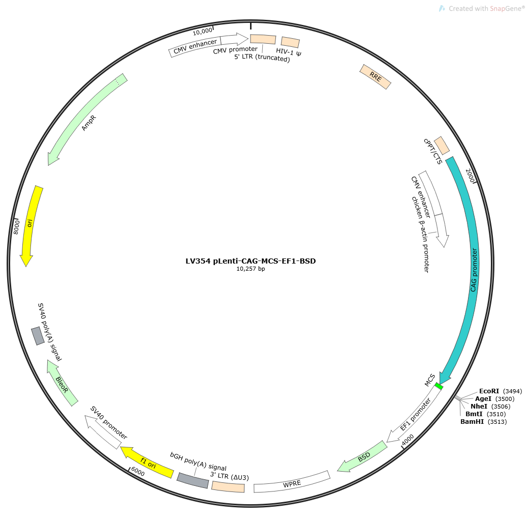 pLenti-CAG-MCS-EF1-BSD Lentivirial Expression Vector