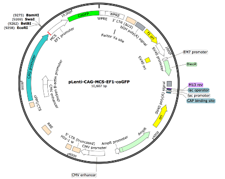 pLenti-CAG-MCS- EF1-coGFP Lentiviral Expression Vector