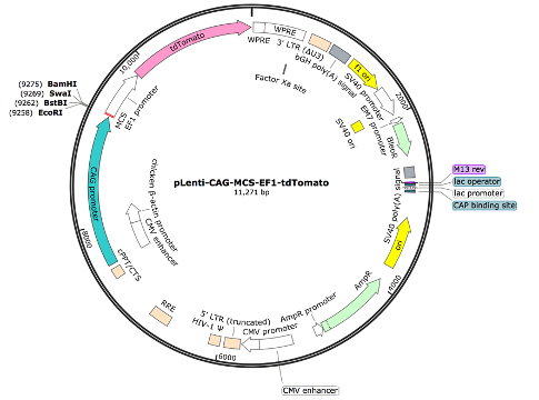 pLenti-CAG-MCS-EF1-TdTomato Lentiviral Expression Vector