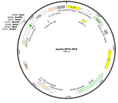 pLenti-SFFV-MCS Lentiviral Expression Vector
