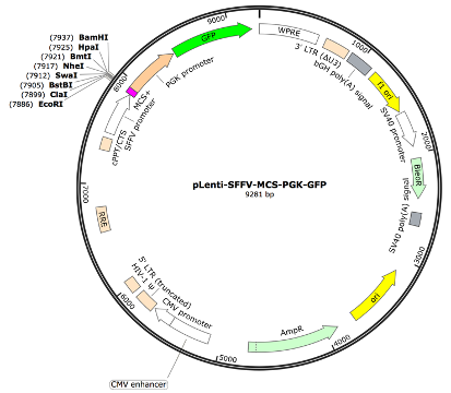 pLenti-SFFV-MCS-PGK-GFP Lentiviral Expression Vector