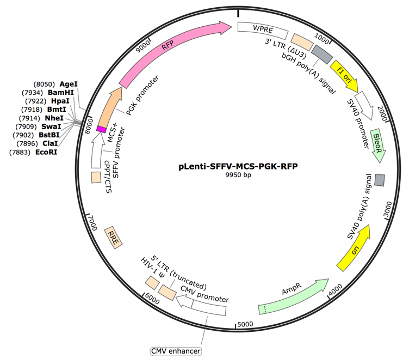 pLenti-SFFV-MCS-PGK-TdTomato Lentiviral Expression Vector