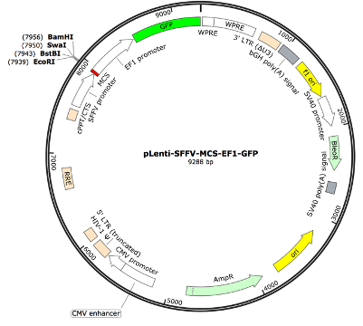 pLenti-SFFV-MCS-EF1-copGFP Lentiviral Expression Vector