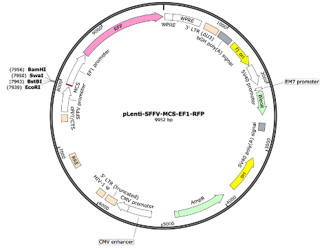 pLenti-SFFV-MCS-EF1-TdTomato Lentiviral Expression Vector