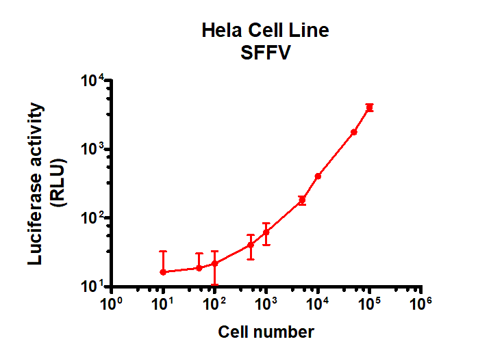HeLa Cell SFFV Luc Cell