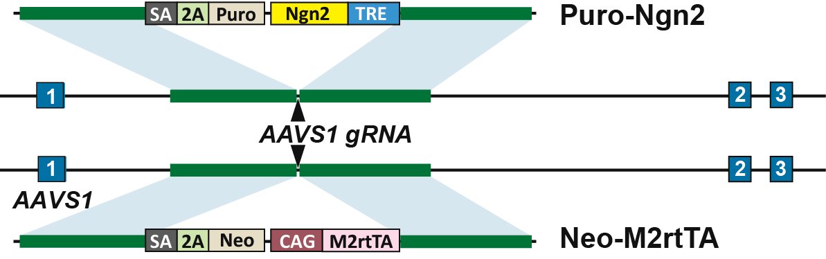 Cas9 Ngn2 trTA Scheme