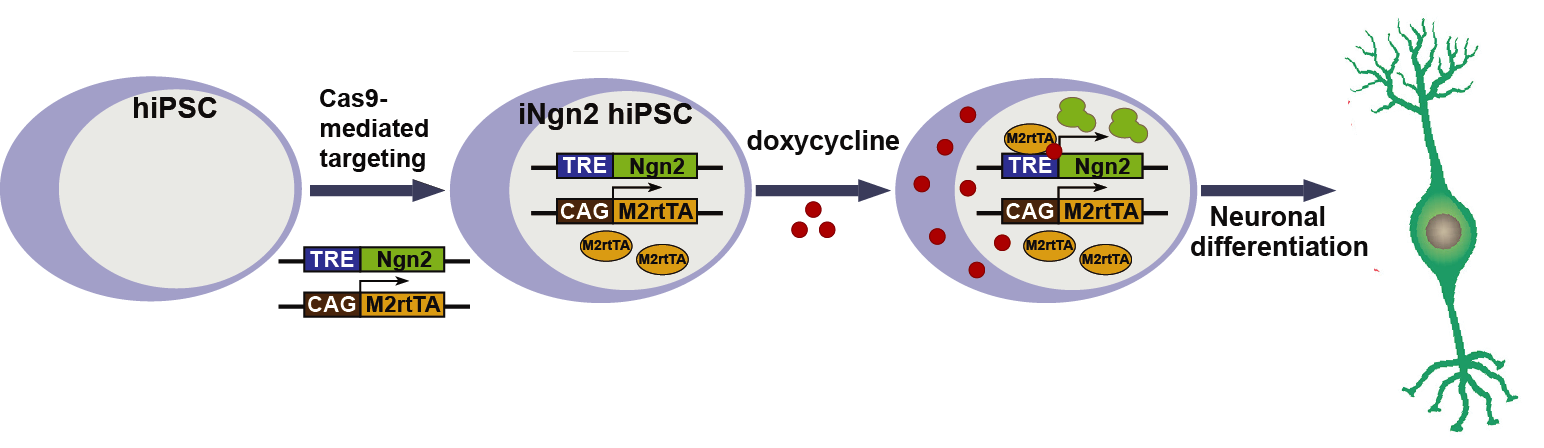 Cas9 Human Inducuble