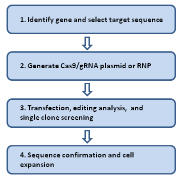 Genome Editing Workflow