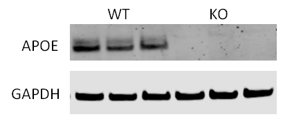 Cas9 Knockout Sequence