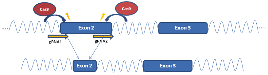 Cas9 Knockout Strategy