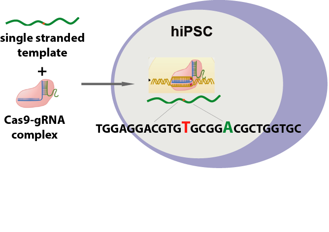 Cas9 Point Mutation A