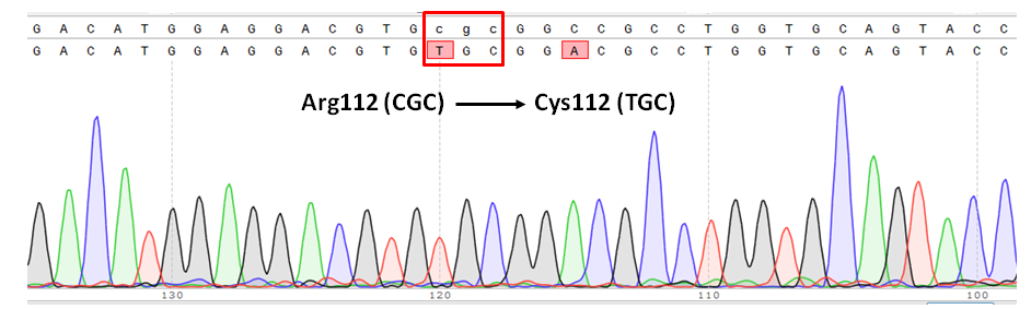 cas9 Point Mutation B