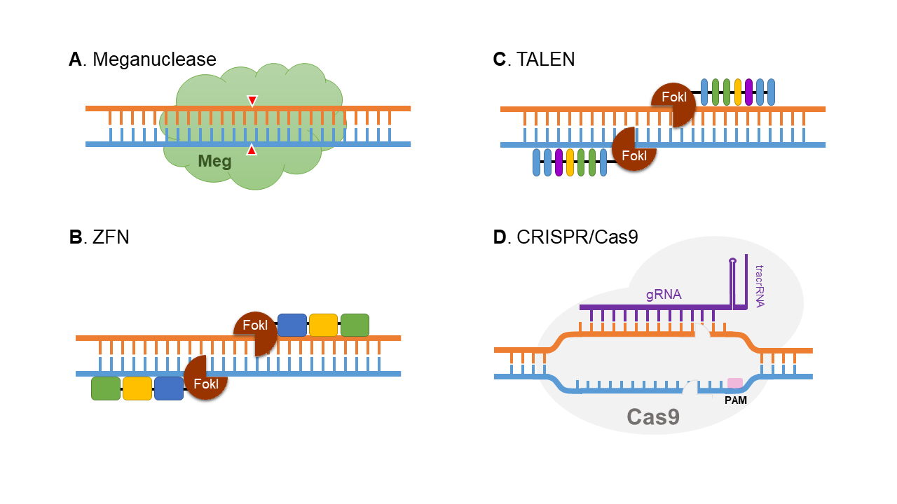 Genomic Editing