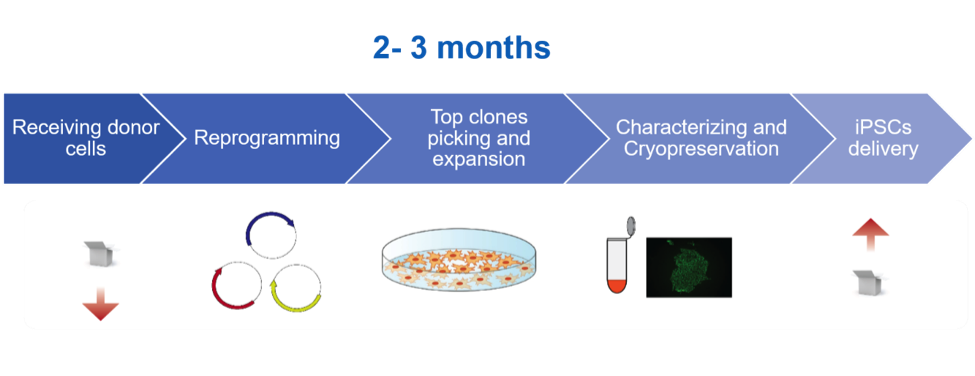 iPSC Generation Workflow and Timeline